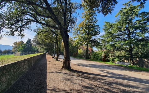 Ai Cantici: Árbol, Hoja, Naturaleza, Entorno Natural, Hierba, Rama, Vegetación, Paisaje Natural, Paisaje, Llanura