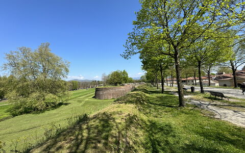 Il Cervo In Città: Árbol, Hierba, Rama, Pradera, Llanura, Cobertura Del Suelo, Prado, Jardín, Césped, Pasto