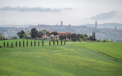 La Casina Honeymoon Cottage, Badia Agnano: Hierba, Pradera, Horizonte, Paisaje, Llanura, Colina, El Terreno Del Lote, Prado, Campo, Área Rural