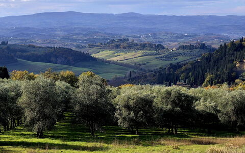 Novellina: Árbol, Entorno Natural, Hierba, Naturaleza, Hoja, Colina, Paisaje Natural, Vegetación, Pradera, Llanura