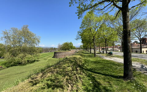 Al Civico 80: Cielo, Hierba, Árbol, Verde, Naturaleza, Hoja, Rama, Paisaje Natural, Pradera