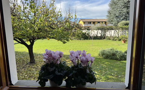 Villa Lory: Flor, Pétalo, Maceta, Primavera, Jardín, Floristas, Planta De Casa, Tulipán