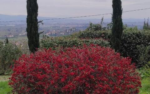 Villa Luce San Miniato: Rojo, Flor, Arbusto, Planta De La Comunidad, Primavera, Plantas Leñosas, Planta Floreciendo, Jardín, Shrubland
