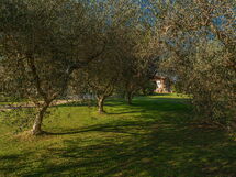 Villa Bolgheri Vermentino Castagneto Carducci