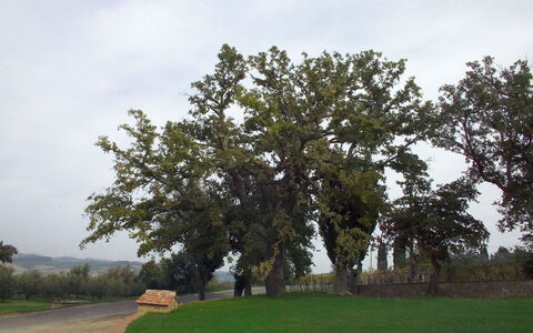 Villa Montichiello: Árbol, Hoja, Rama, El Maletero, Plantas Leñosas, Hojas Perennes