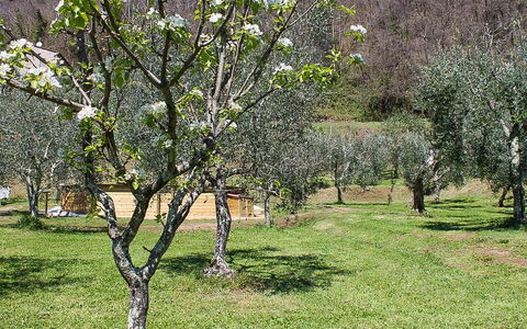 Il Casale di San Jacopo con Piscina Privata: Rama, Árbol, Arbusto, Planta De La Comunidad, Pradera, El Terreno Del Lote, Ramita, El Maletero, Primavera