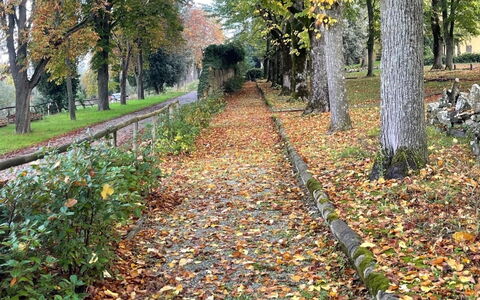 Loft Borgo Syrah: Hoja, Árbol, Naturaleza, Otoño, El Maletero, Bosque, Cobertura Del Suelo, Pasarela, Plantas Leñosas, Sendero