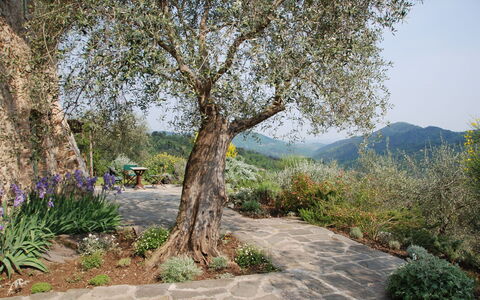 La Sorgente: Árbol, Hoja, Naturaleza, Rama, Vegetación, Arbusto, El Maletero, Primavera, Ramita, Plantas Leñosas