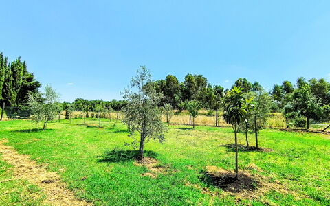 Scarlino 35: Árbol, Hierba, Llanura, Pradera, El Terreno Del Lote, Área Rural, Planta De La Comunidad, Campo, Plantación