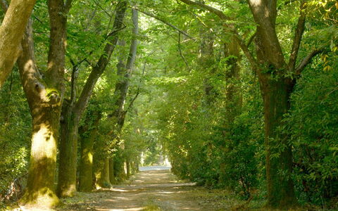 Villa Gioli: Hoja, Rama, Naturaleza, Verde, Entorno Natural, Árbol, Madera, Vegetación, Paisaje Natural, La Carretera