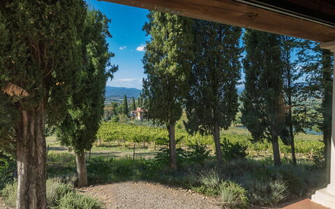 Villalta 18+2: Hoja, Vegetación, Arbusto, Jardín, Paisajismo, Hojas Perennes, Plantación, Familia De Pino