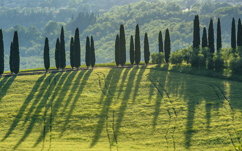 Podere Gragnano 12: Verde, Paisaje, Plantación, Campo, Prado, Paisajismo, Hojas Perennes, Familia De Pino