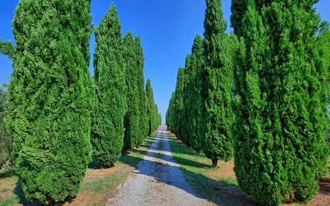Casale Giulio: Árbol, Thuya, Planta, Plantas Leñosas, Rio Juniper, Juniper Rojo, Biome, Arbusto, Hojas Perennes