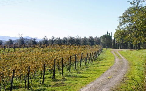 La Selva: Paisaje Natural, Árbol, Viñedo, Agricultura, Campo, El Terreno Del Lote, Planta, Hoja, Área Rural, Plantas Leñosas