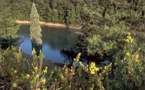 La Selva: Vegetación, Naturaleza, Reserva Natural, Biome, Paisaje Natural, Desierto, Árbol, Planta De La Comunidad, Agua, Planta