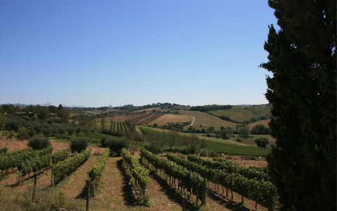 Fattoria le Chianacce: Viñedo, Agricultura, Campo, El Terreno Del Lote, Árbol, Área Rural, Colina, Cielo, Chaparral, Paisaje