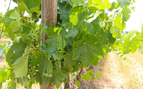 Santa Vittoria: Flor, Comida, Planta, Fruta, Plantas Leñosas, Agricultura