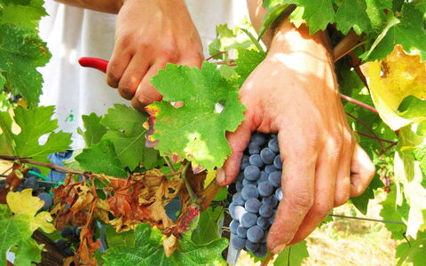 Villa Cantagallo: Comida, Planta, Verde, Fruta, Los Alimentos Naturales, Dedo