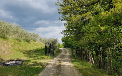 Agriturismo Ca di Vestro: Planta, Cielo, Nube, Paisaje Natural, Vegetación, Hierba, Superficie De La Carretera, Árbol, Vía Pública, Pradera