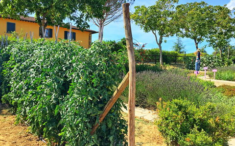 Podere Sant'angelo: Planta, Árbol, Bienes Raíces, Arbusto, Plantación, El Terreno Del Lote, Agricultura, Granja, Cosecha, Flor