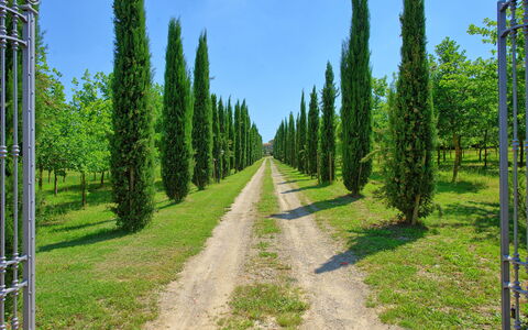 Villa Giare: Árbol, Entorno Natural, Pino Del Oeste, Abetos Y Pinos Bosque, Biome, Los Bosques De Coníferas Tropicales Y Subtropicales, Bosque, Vegetación, Reserva Natural, Paisaje Natural