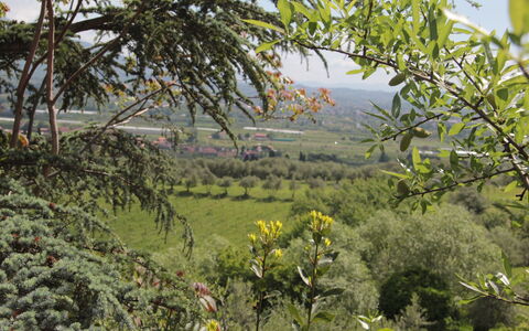 Villa Pedone: Vegetación, Naturaleza, Árbol, Planta, Flor, Planta De La Comunidad, Botánica, Primavera, Flor Silvestre, Shrubland