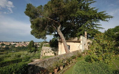 Le Camelie