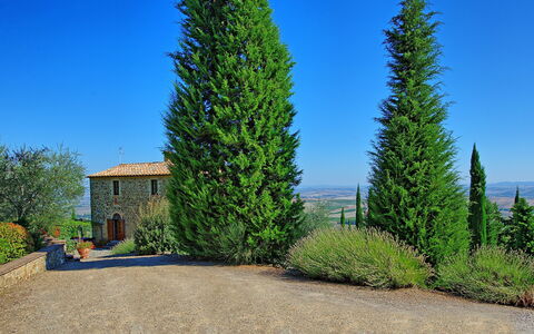 Villa Montalcino: Árbol, Planta, Plantas Leñosas, Thuya, Pino Del Oeste, Biome, Juniper Rojo, Hojas Perennes, American Alerce, Conífera