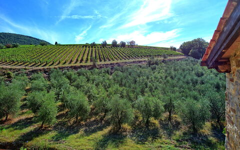 Casa Maria Luisa: Plantación, Agricultura, Cielo, Viñedo, Tierras Altas, Campo, Árbol, Colina, Hill Station, Planta