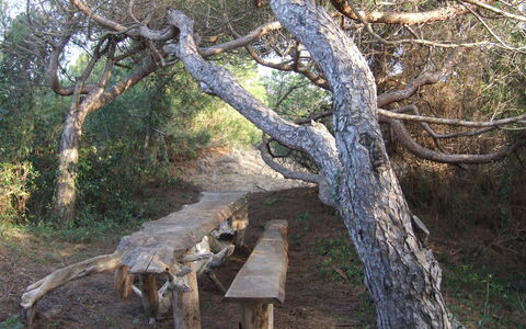 Appartamento - Le Finestre: Árbol, Bosque, Reserva Natural, Plantas Leñosas, Planta, El Maletero, Bosque, Rama, Madera, Fauna Silvestre