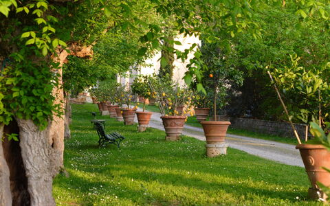 Tenuta Il Tresto: Árbol, Verde, Hierba, Césped, Planta, Plantas Leñosas, Yarda, Primavera, Jardín, Familia De Las Gramíneas