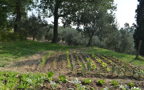 Casale Biancospino: Árbol, Campo, Vegetación, Entorno Natural, Paisaje Natural, Reserva Natural, Bosque, Suelo, Hierba, Planta