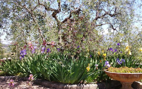 Villa Gaville: Flor, Planta Floreciendo, Planta, Jardín, Botánica, Primavera, Lavanda, Arbusto, Paisaje